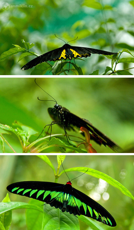 motýlí zahrada | Kuala Lumpur
