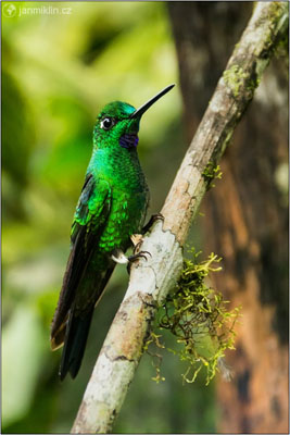 kolibřík | Milpe Reserve, Mindo