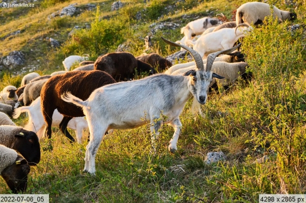 pastva ovcí a koz v NPR Děvín