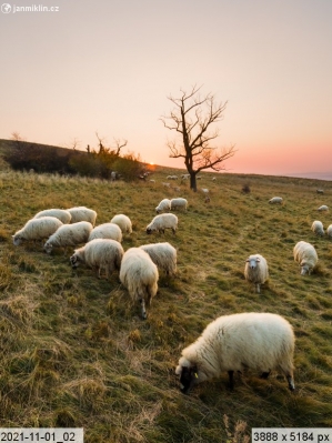 pastva ovcí, NPR Děvín