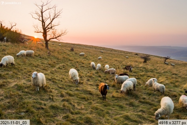 pastva ovcí, NPR Děvín