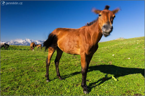 polodivocí koně | Svanetie