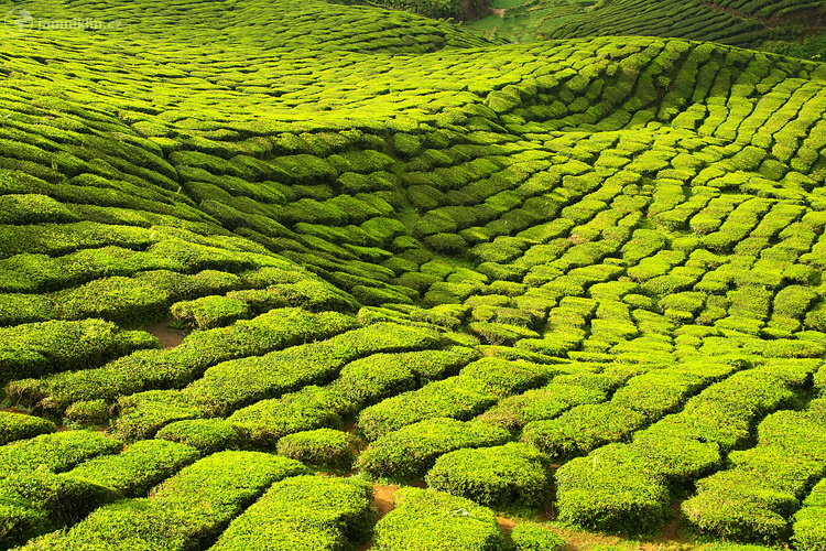 čajové plantáže | Cameron highlands