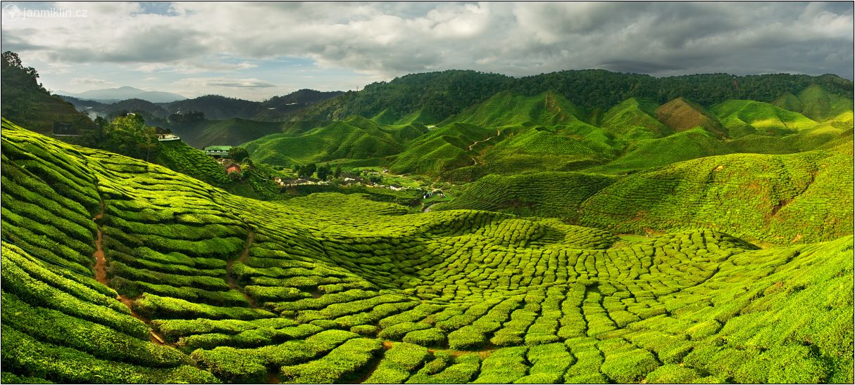 čajové plantáže, Malajsie