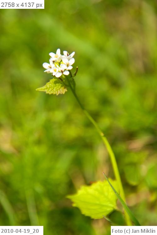 česnáček lékařský / Alliaria petiolata