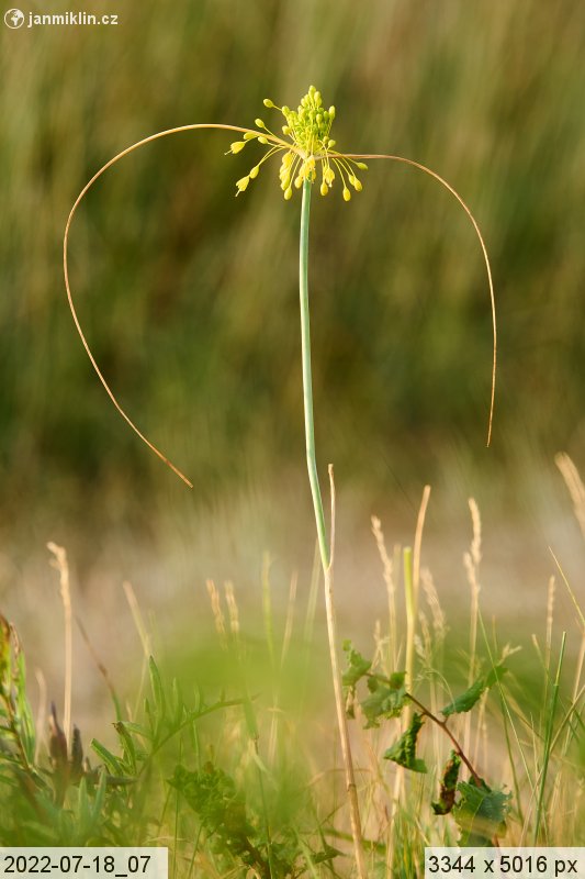 česnek žlutý (Allium flavum)