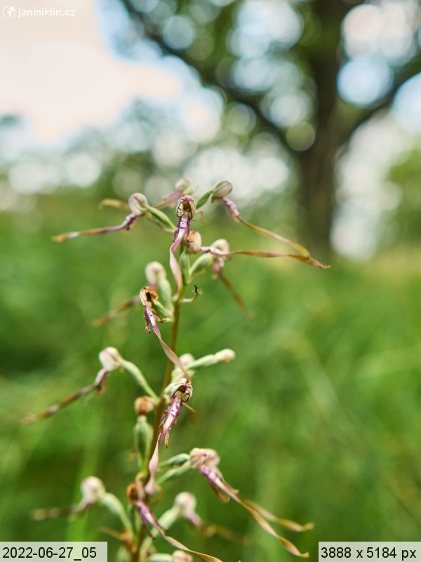 Jazýček jadranský (Himantoglossum adriaticum) 