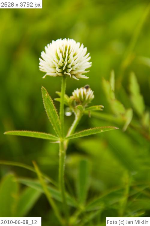 jetel horský / Trifolium montanum