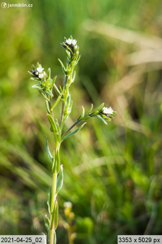 kamejka ztloustlá přehlížená (Buglossoides incrassata subsp. splitgerber)