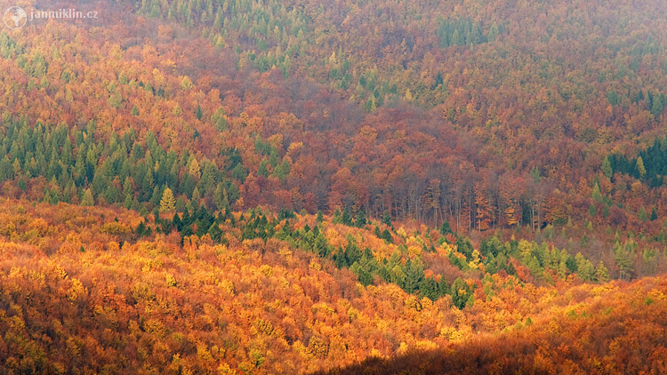 Karpatské lesy