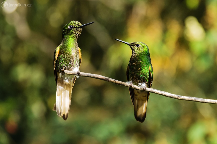 kolibříci, Acaime, údolí Cocora