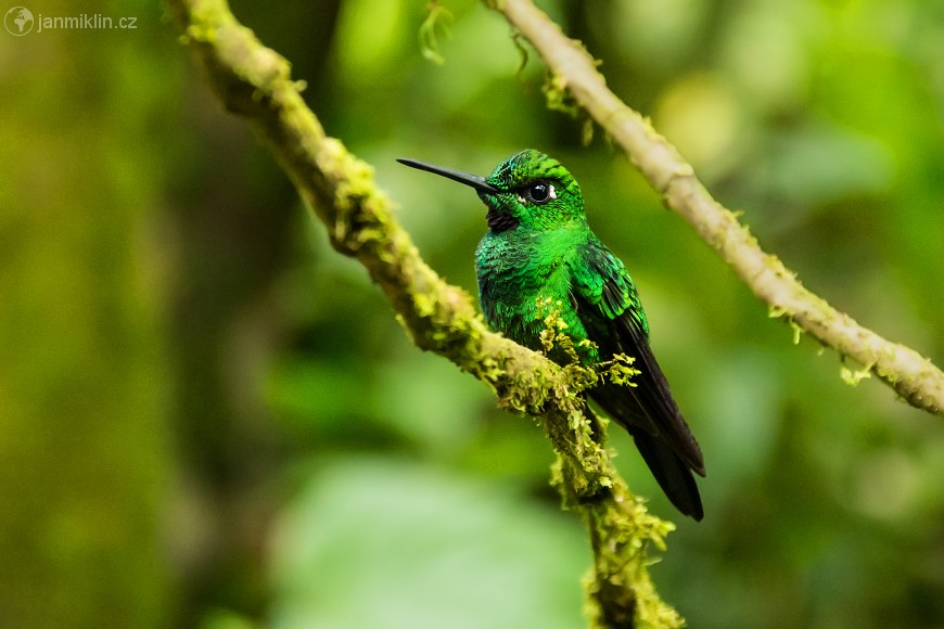 kolibřík ploskoocasý | Milpe, Mindo