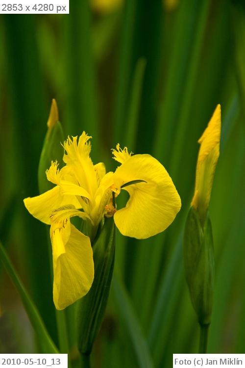 kosatec žlutý / Iris pseudacorus