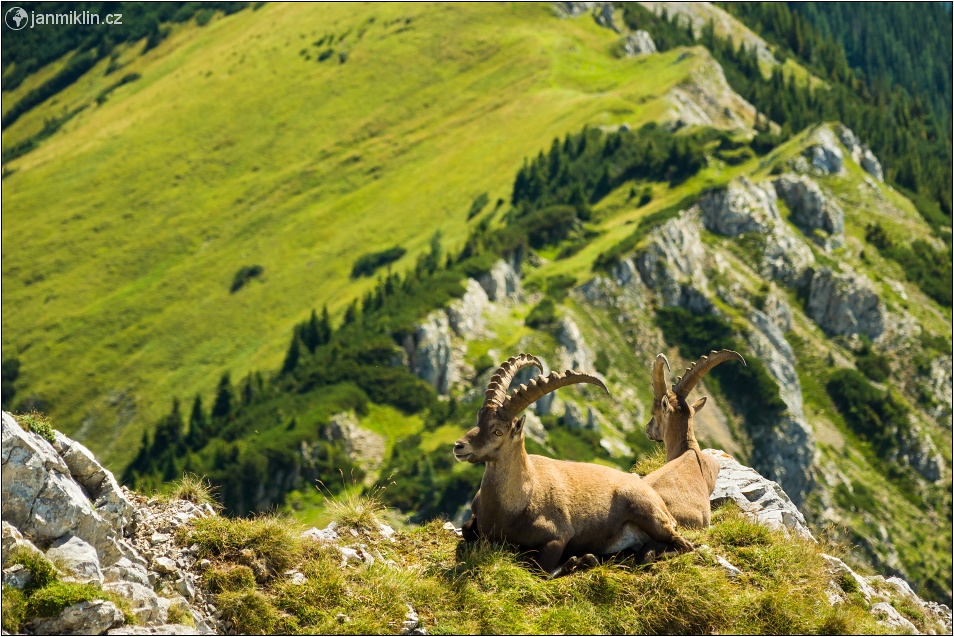 kozorožci alpští | Eisenerzen Alpen