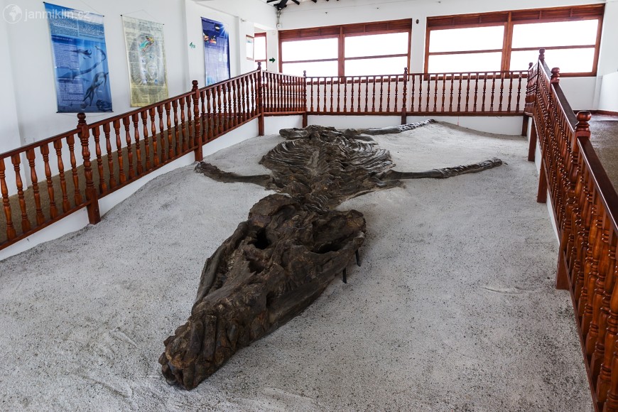 kronosaurus | El Fósil