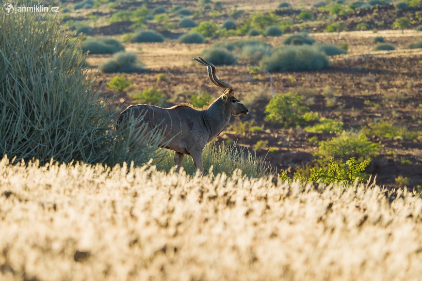 kudu velký (Tragelaphus strepsiceros)