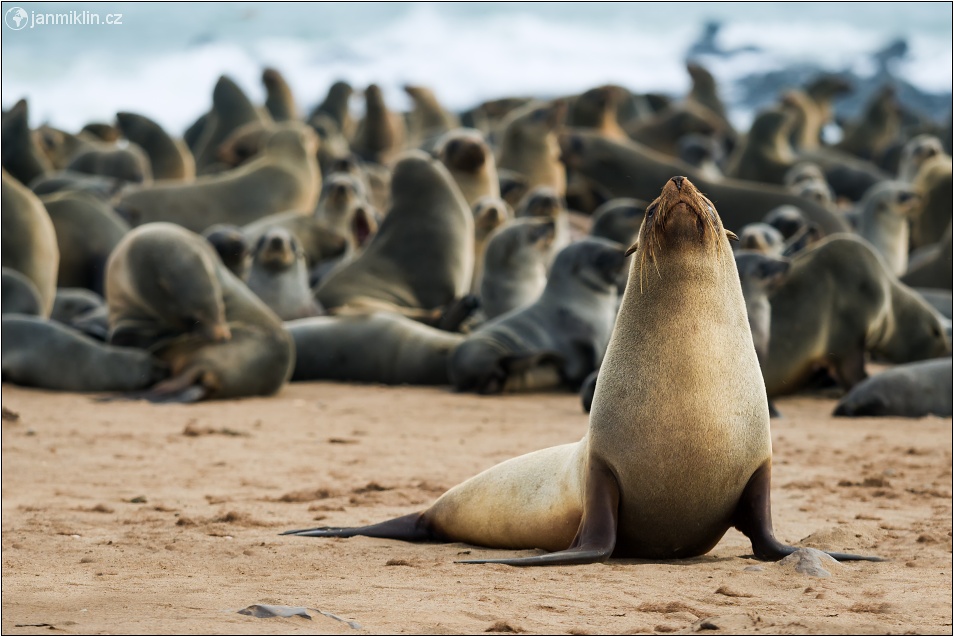 lachtan jihoafrický | Cape Cross Seal Reserve