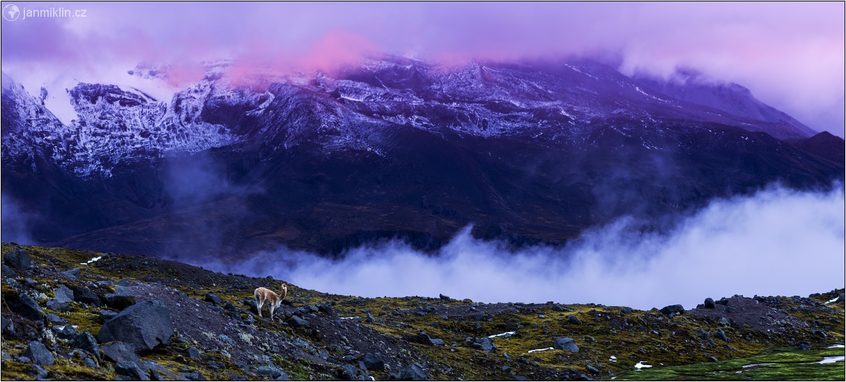 lama vikuňa | Chimborazo P.N.
