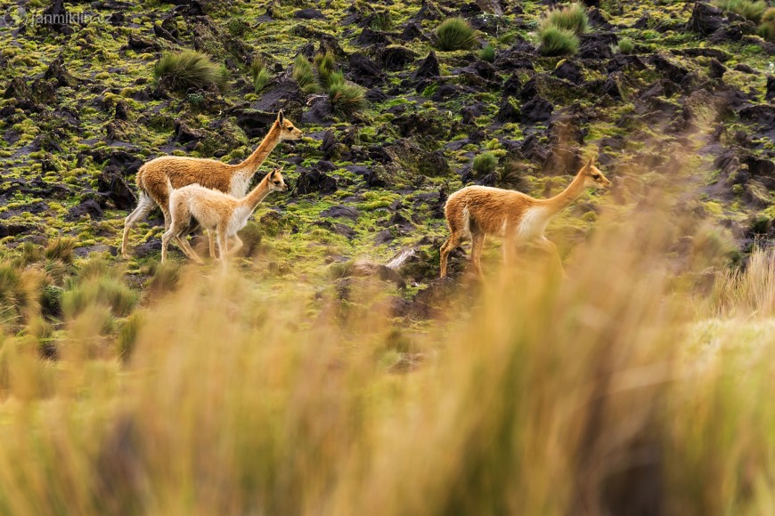 lama vikuňa | Chimborazo P.N.