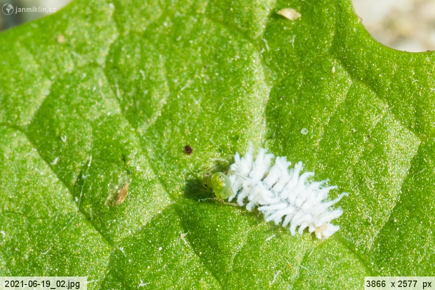 larva slunéčka z podčeledi Scymninae