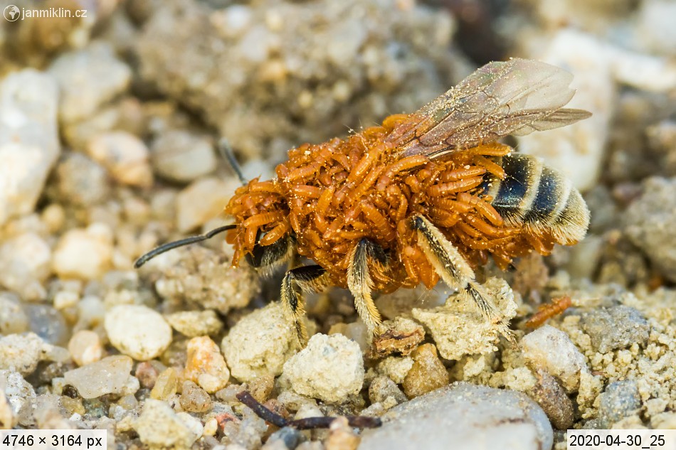 larvy majek na včele