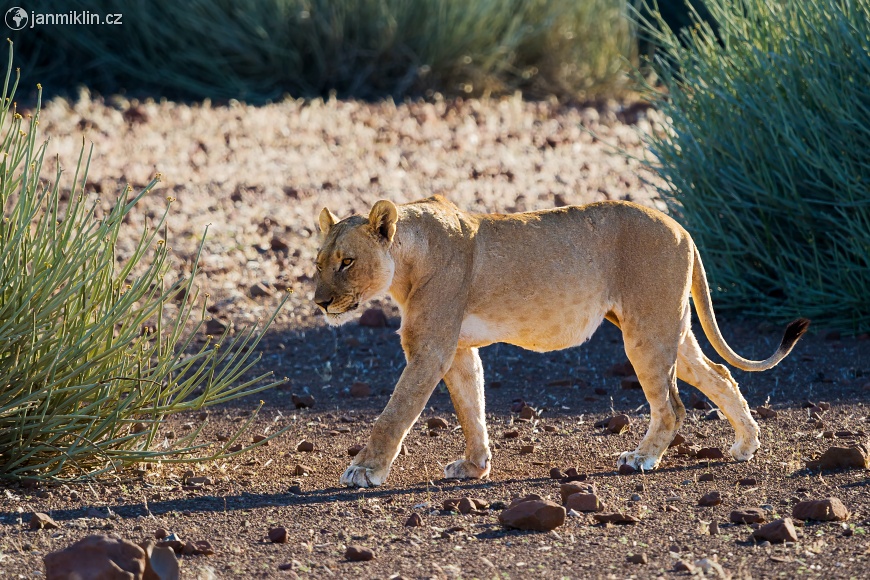 lev pustinný (Panthera leo)