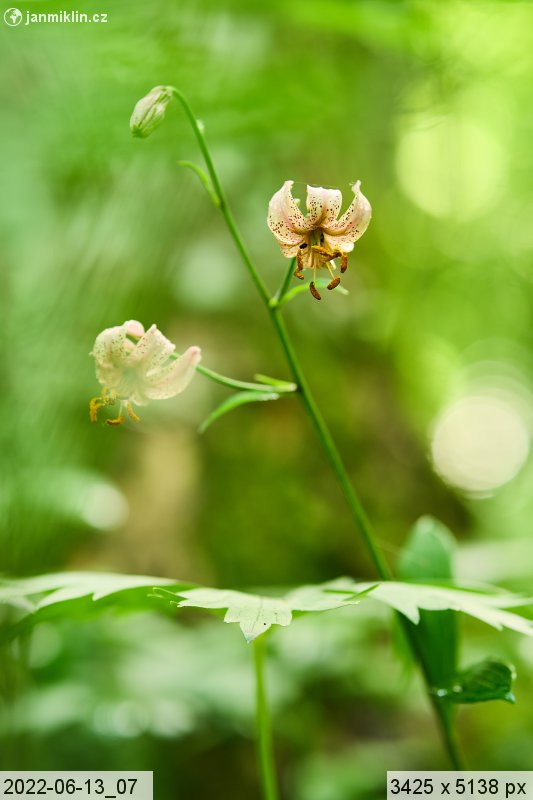 lilie zlatohlavá (Lilium martagon)
