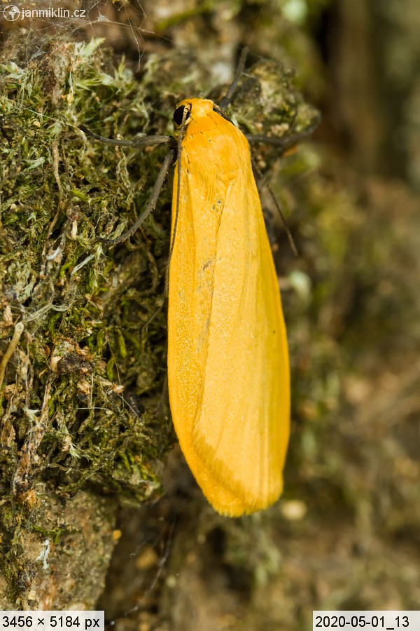 lišejníkovec žlutý (Eilema sororcula) 