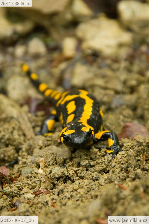 Mlok skvrnitý / Salamandra salamandra