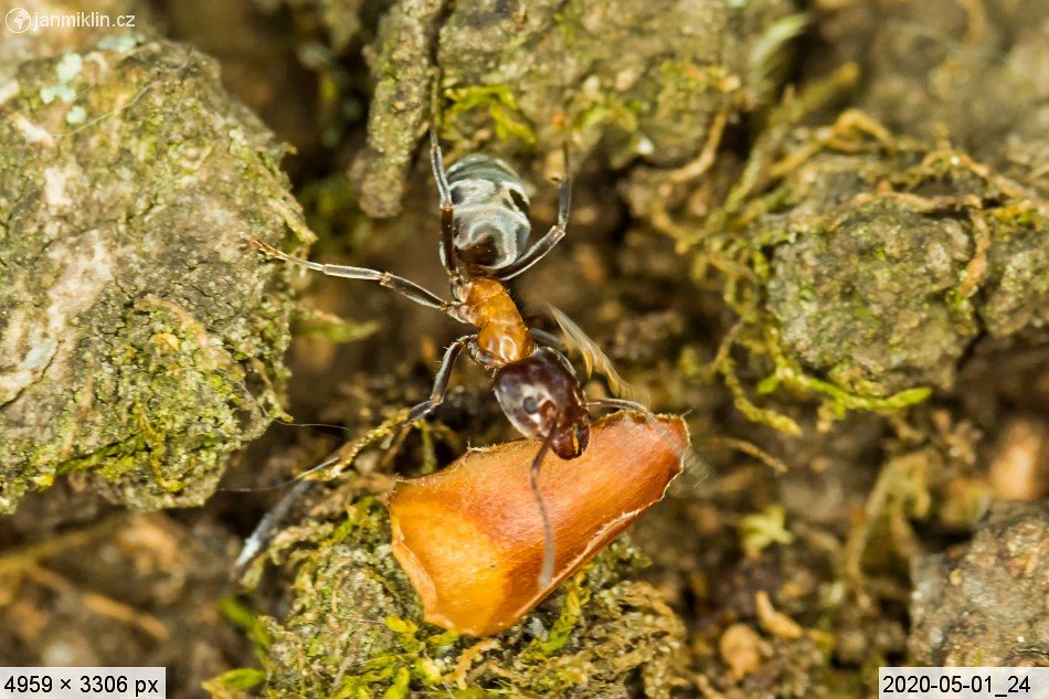 Mravenec lužní (Liometopum microcephalum)
