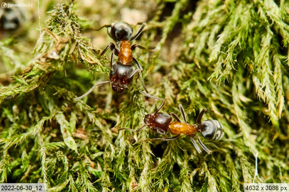 Mravenec lužní (Liometopum microcephalum)