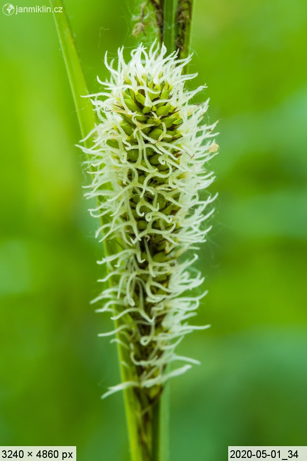 ostřice (Carex sp.)