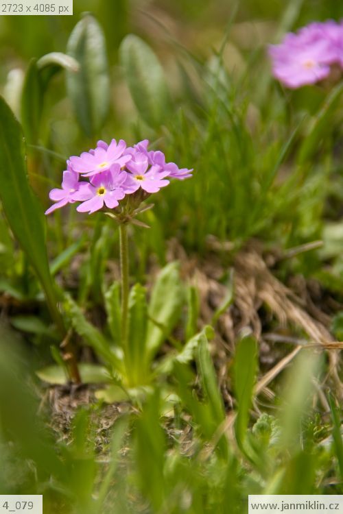 prvosenka (Primula turkestanica)