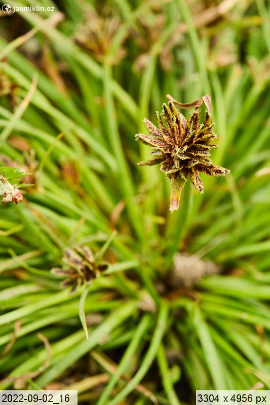 šáchor hnědý (Cyperus fuscus)