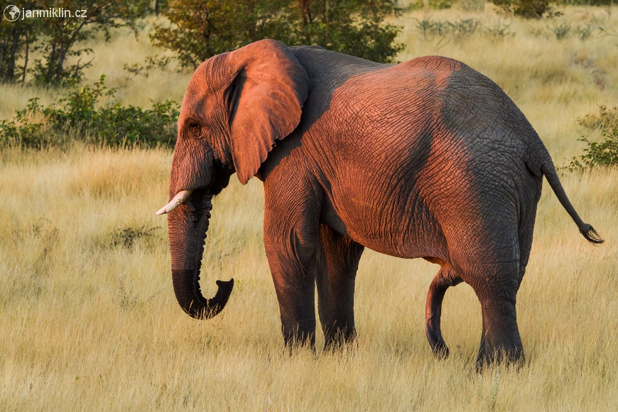 slon africký (Loxodonta africana)