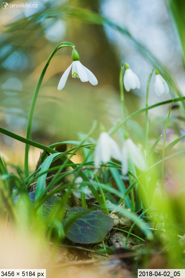 sněženka podsněžník (Galanthus nivalis)