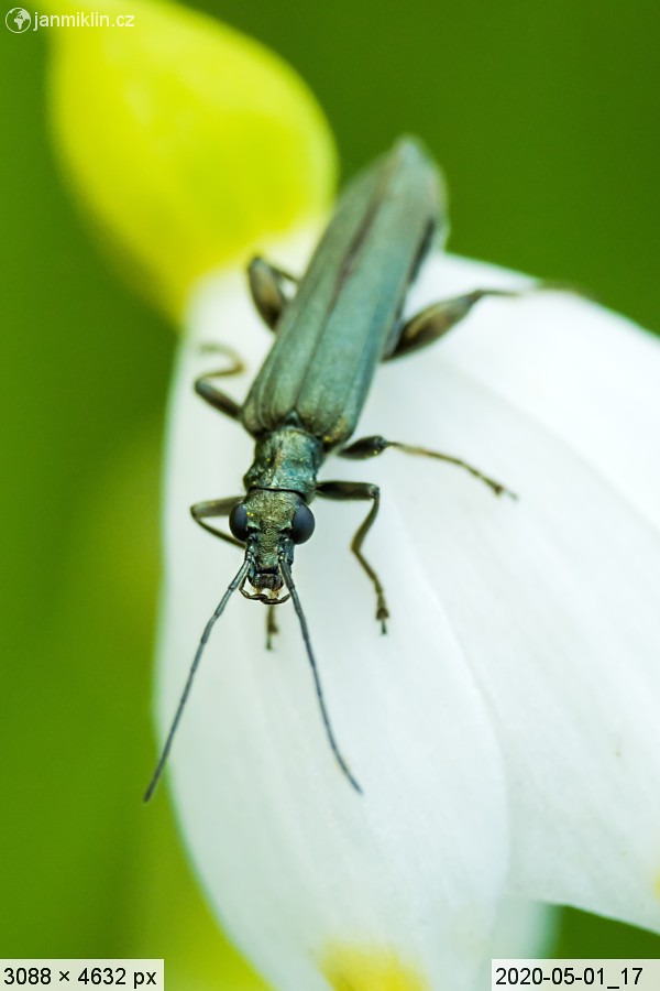 stehenáč zelenavý (Oedemera virescens)