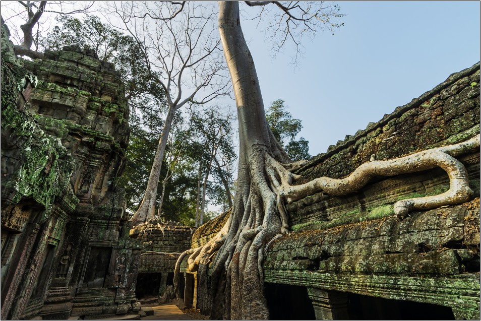 Ta Prohm | Angkor