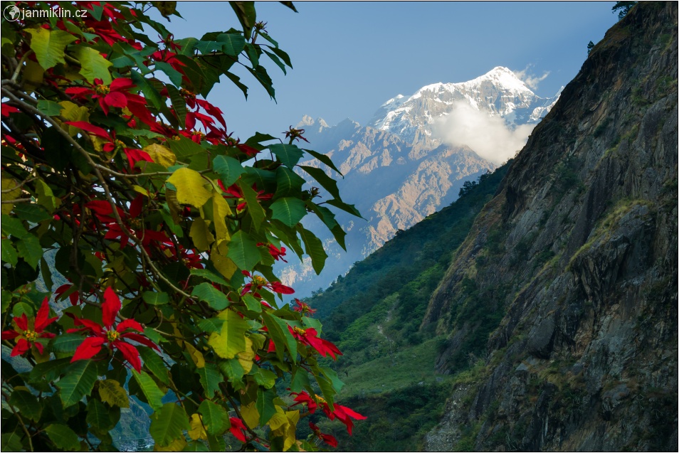 vánoční hvězda a Shringi Himal