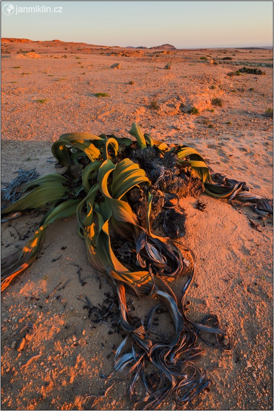 Welwitschia mirabilis | NP Namib-Naukluft
