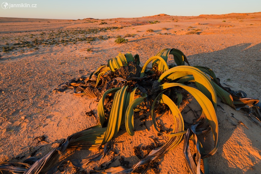 Welwitschia podivná