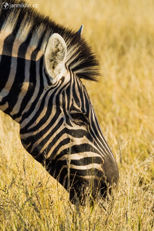 zebra Burchellova (Equus quagga burchellii)