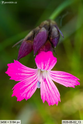 Dianthus pontederae (hvozdík Pontederův)