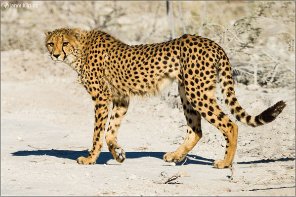 gepard štíhlý | NP Etosha