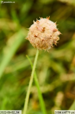Jetel jahodnatý (Trifolium fragiferum)