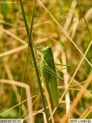 kobylka zelená (Tettigonia viridissima)