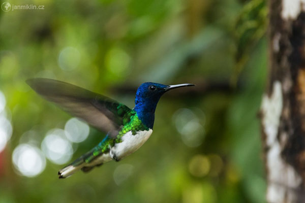 kolibřík bělokrký (Florisuga mellivora) | Milpe Reserve, Mindo