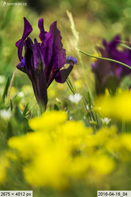 kosatec nízký (Iris pumila)