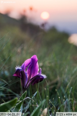 kosatec nízký (Iris pumila)