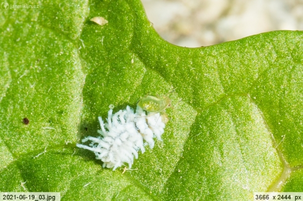 larva slunéčka z podčeledi Scymninae